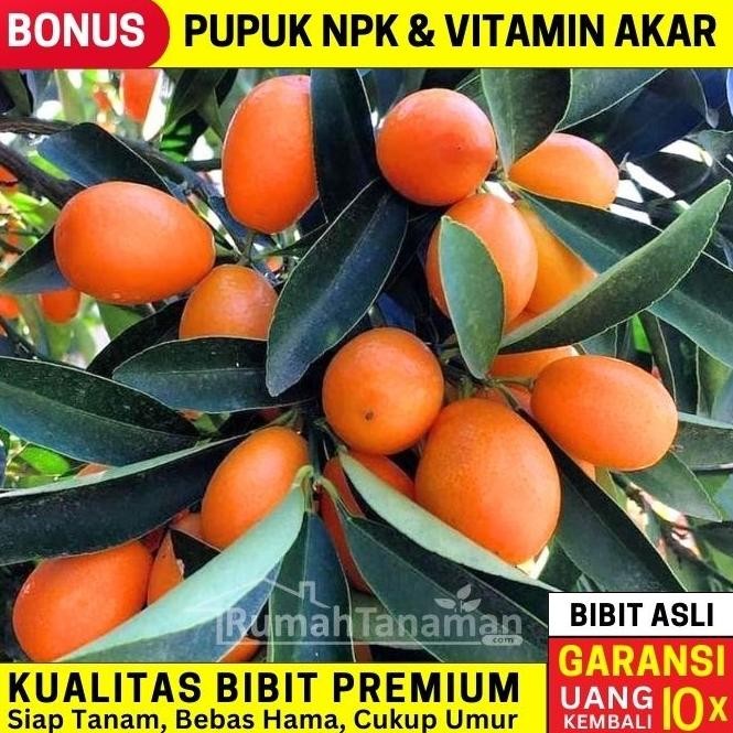 

Bibit Tanaman Buah JERUK NAGAMI Unggul Bergaransi MMU