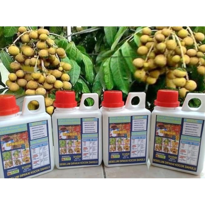 POC BIOGAN UNTUK TANAMAN BUAH KELENGKENG ml MMU