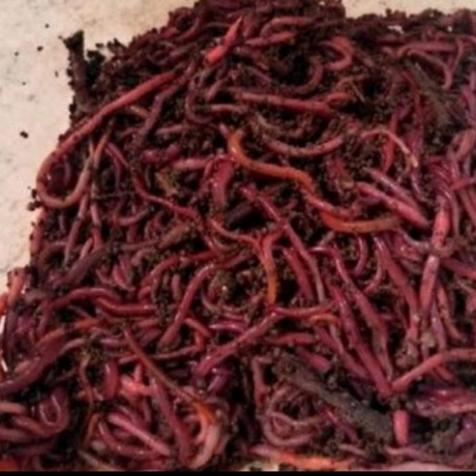 Viral Terbaru Cacing Tanah Anc Untuk Umpan Pancing/ Pakan Ikan As25