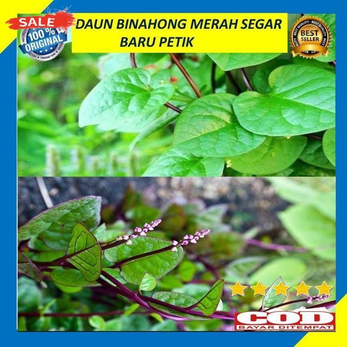 

Termurah Daun Binahong Merah Segar 200 Gram Baru Petik Pohon Gendola Daun Herbal Kering