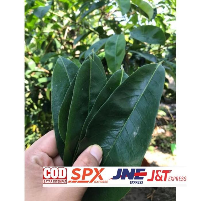 

Original Daun Sirsak Segar Non Kimia Daun Herbal Asli Kalimantan