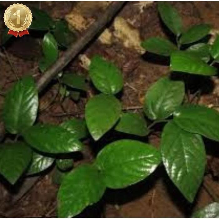 

Special Price Herbal Daun Singa Depa Fresh 250Gram Daun Herbal Alami