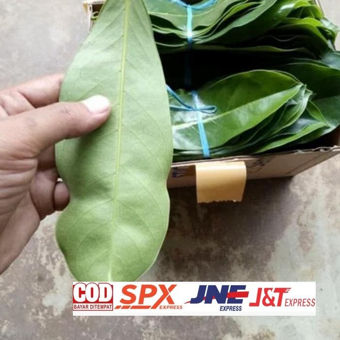

Original Daun Sirsak Segar Organik Obat Herbal Tradisional 100 Lembar Daun Herbal Asli Kalimantan