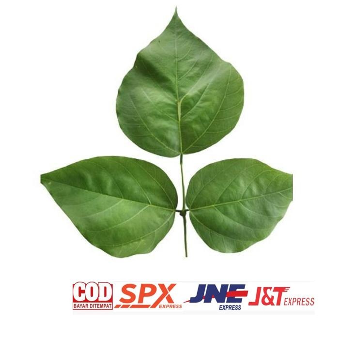 

Special Restukuonline Daun Dadap Serep/Daun Tawa Daun Herbal Kalimantan