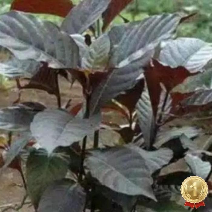 

Kualitas Tertinggi Daun Herbal Handelem Segar /100 Gram Daun Herbal Premium