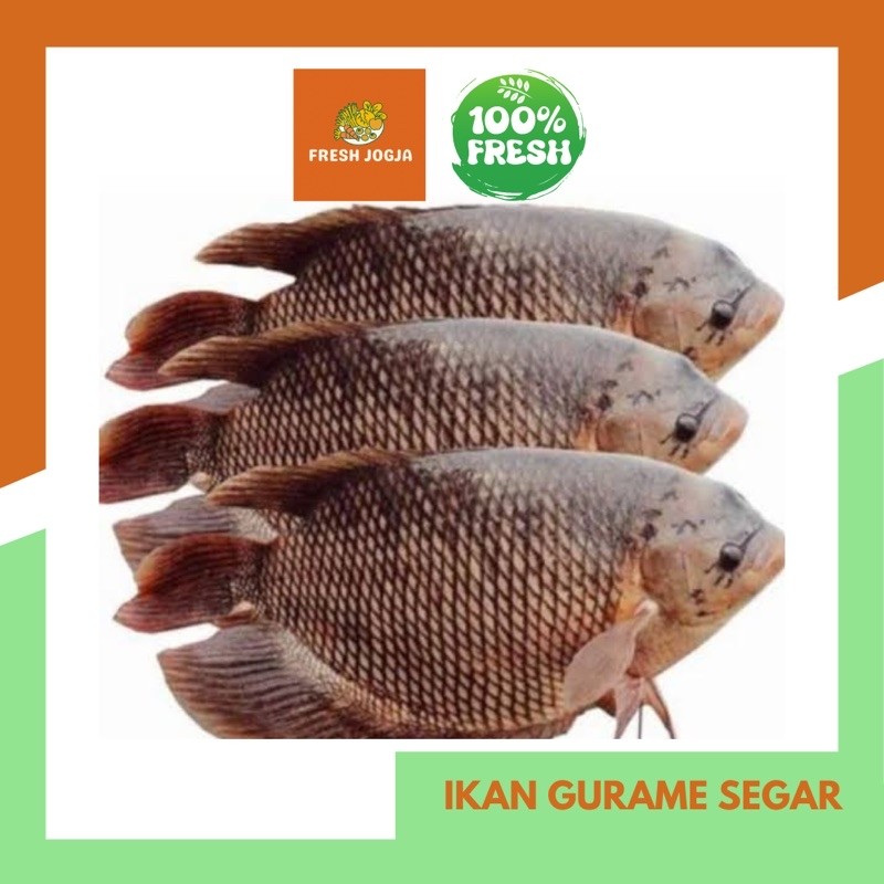 Ikan gurame Segar