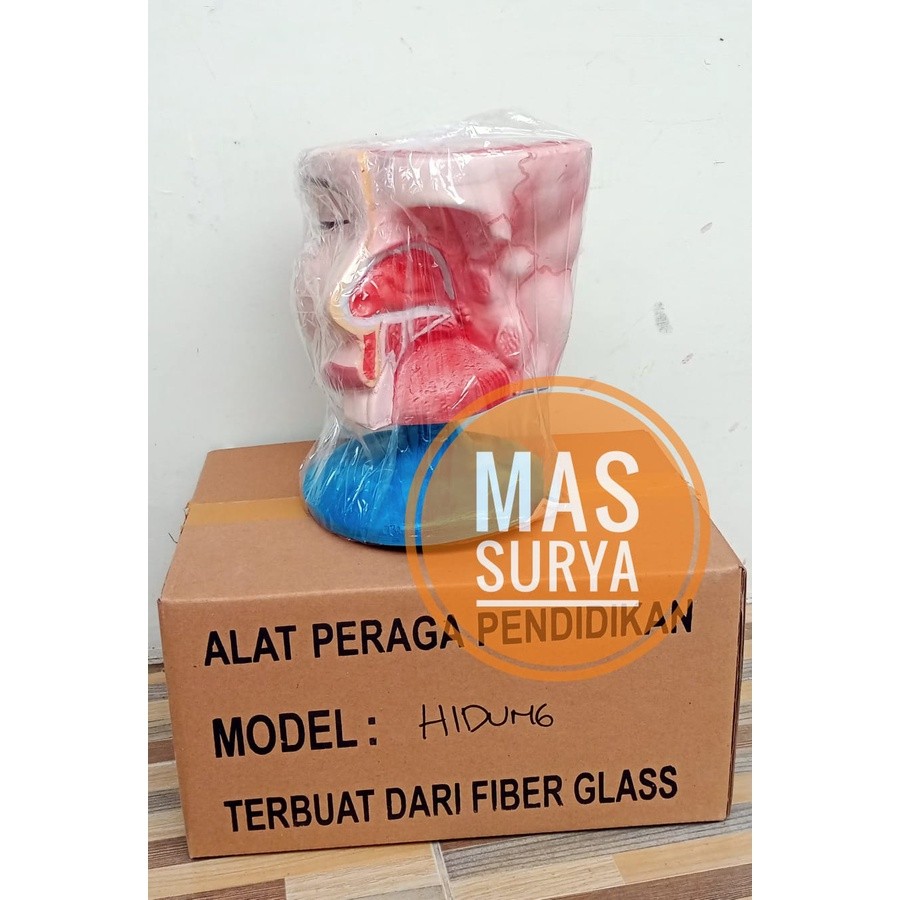 

Model Hidung Manusia