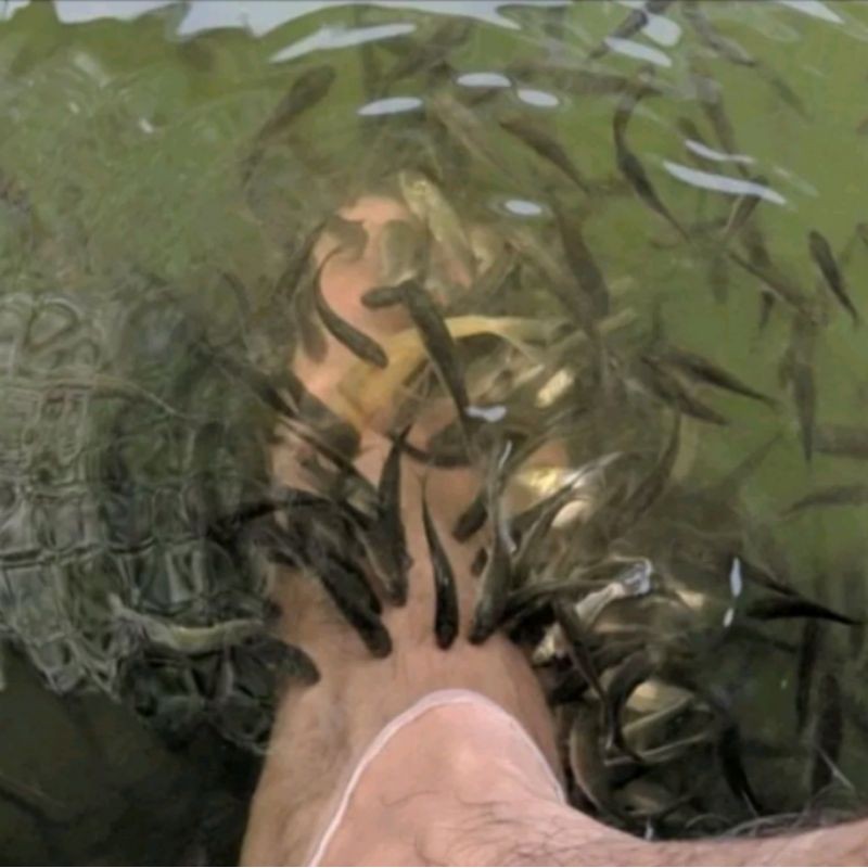 RB Terapi Kaki Ikan Manggut 100 Ekor Hitam Aman