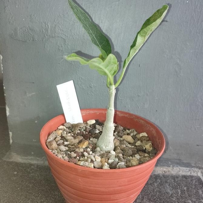 FOCKEA MULTIFLORA DIAMETER 2CM 0310T