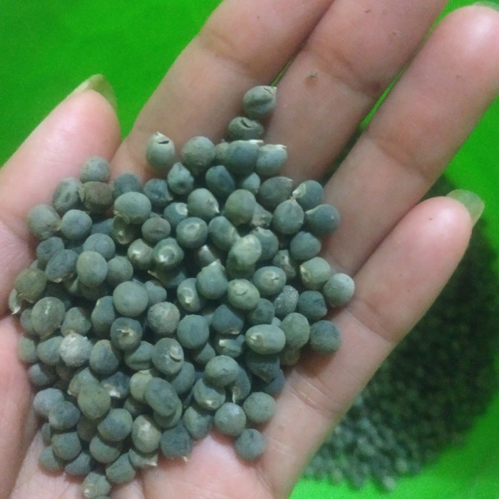 Benih atau biji buah sayur okra isi 100 butir