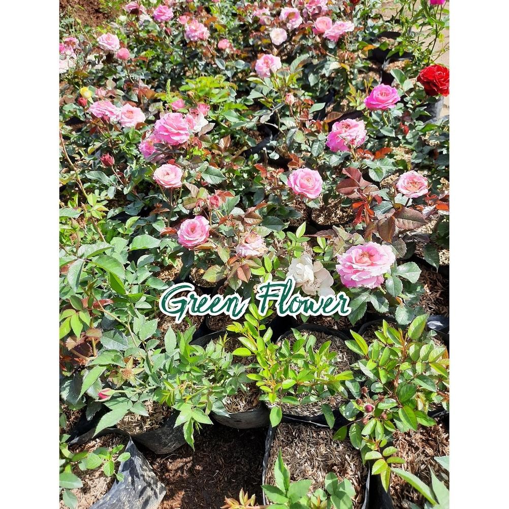 VIRAL Paket Mawar Rambat Isi 6 Pohon - Climbing Rose ia-76