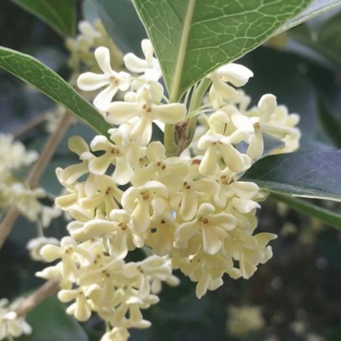 ris Bibit Tanaman Osmanthus Wangi