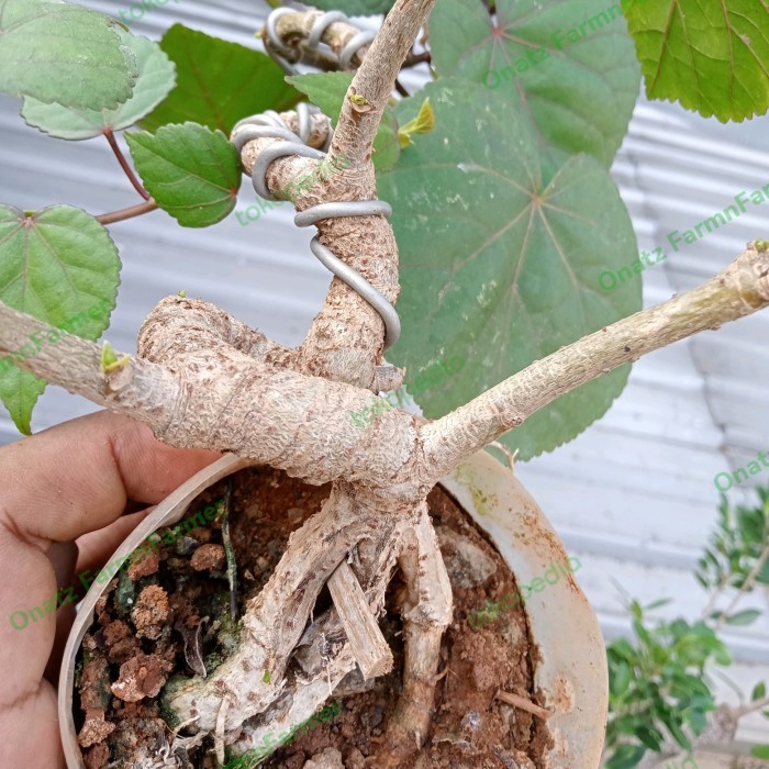 ris Bonsai waru Taiwan