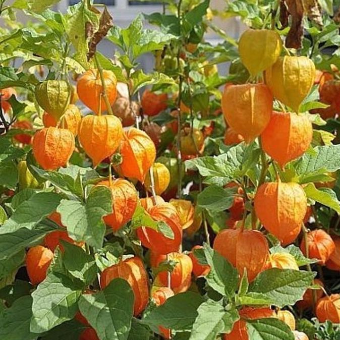TEERCAYAA SS Bibit Biji Buah Ciplukan Kuning Jumbo - Bibit MMX