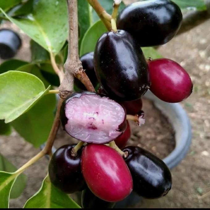 Bibit Buah Juwet Hitam Bisa Berbuah Di Dalam Pot MMX