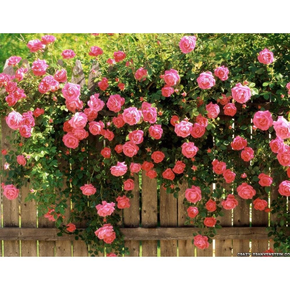 VIRAL Paket Mawar Rambat Isi 6 Pohon - Climbing Rose an-114