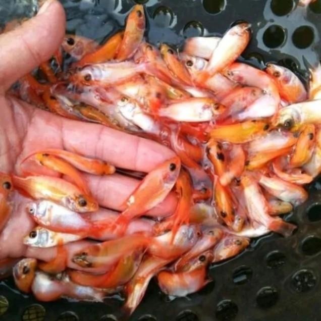 Bibit Nila Merah - Benih Nila Merah 1 Liter - Free Pelet