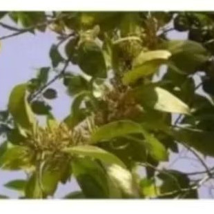 

BENALU MANGGA 250 GRAM