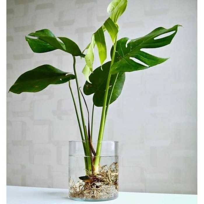 PROMO BESAR VAS BUNGA KACA BENING / VAS TABUNG / POT TANAMAN AIR