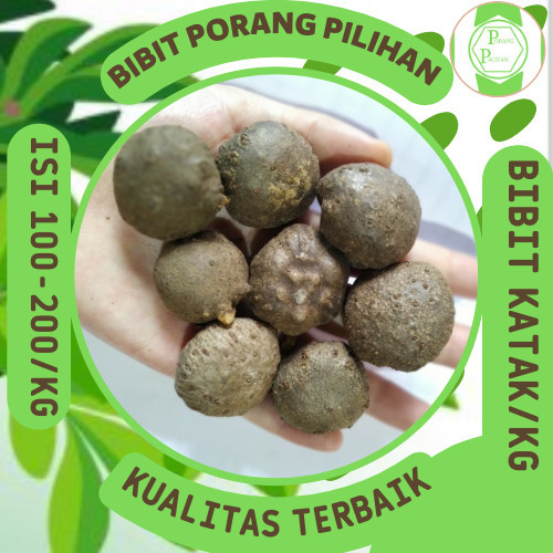 Tersedia Bibit porang katak tua super isi 100-200 per kg