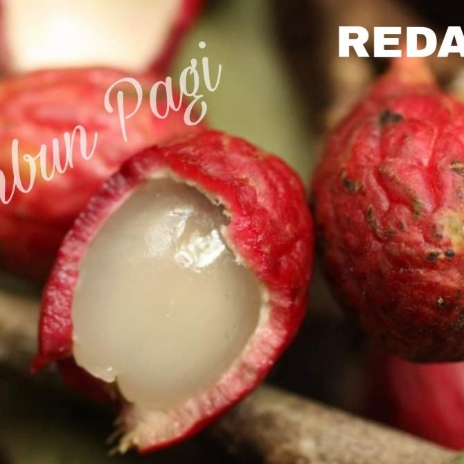 Bibit Buah Redan At Ridan Buah sangat langka Asli Kalimantan MMU