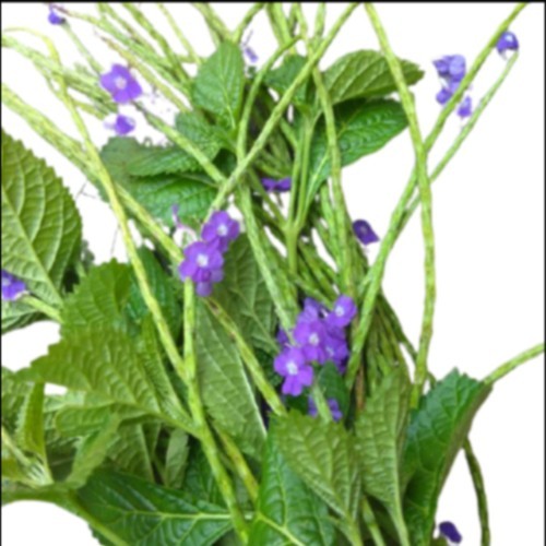 

DAUN PECUT KUDA Daun Jarong segar 100 Gram COD