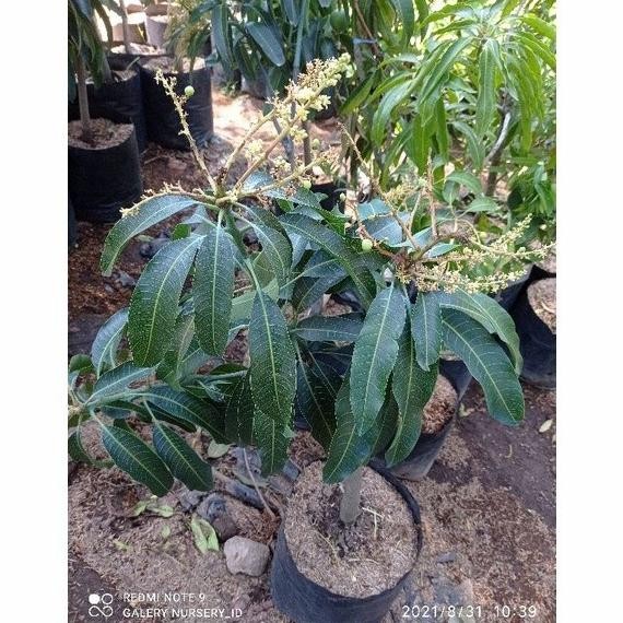 Paket 3 Bibit Buah Mangga Sudah Berbunga - Bibit Mangga Premium