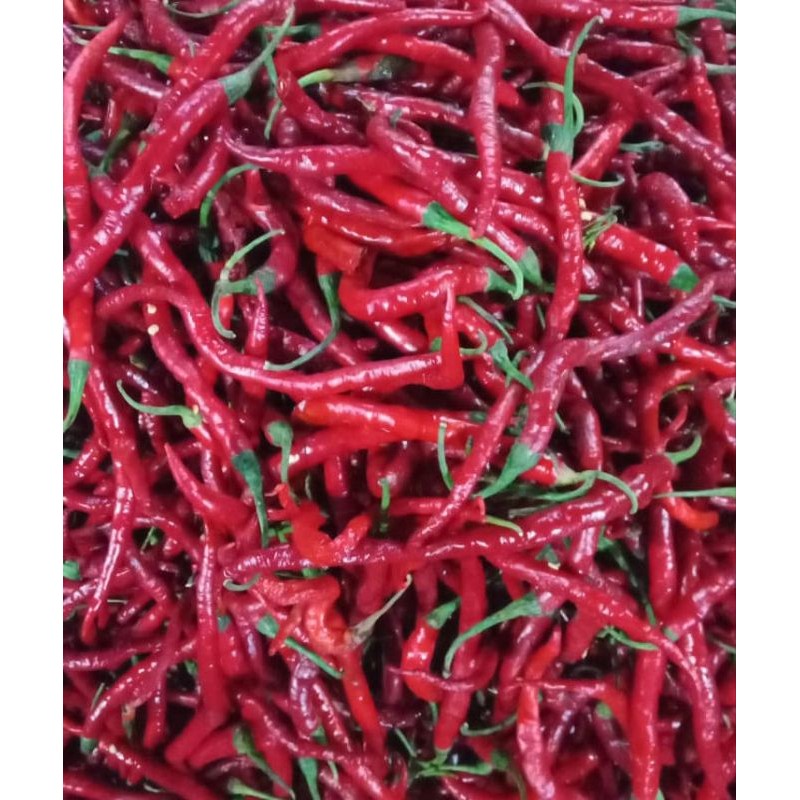 

Cabai merah TW super