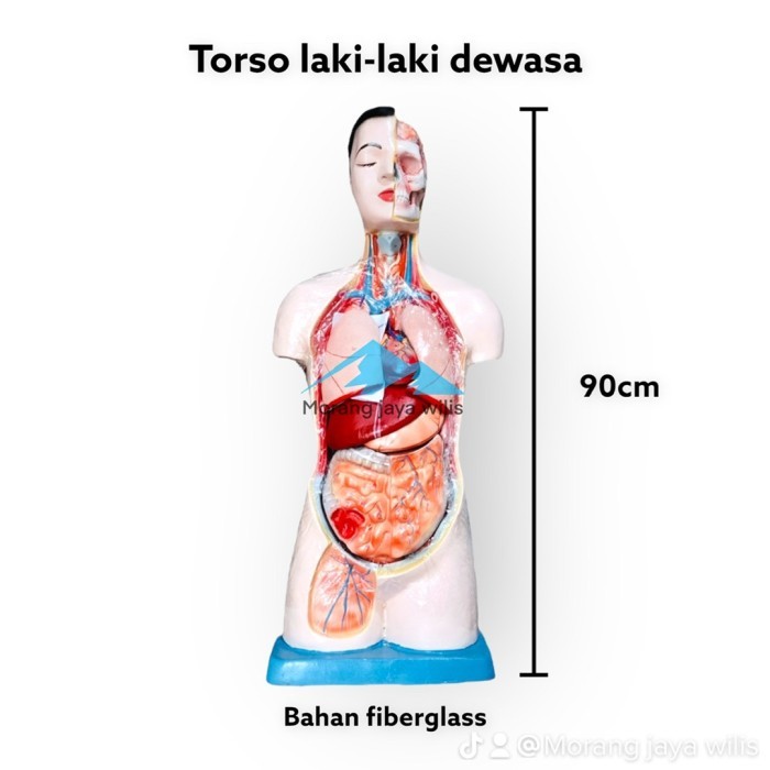 

torso tubuh laki-laki besar setengah badan 90cm bahan fiberglass