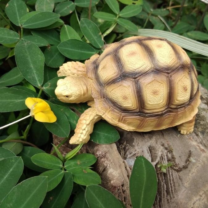 TERMURAH - Pajangan kura kura Sulcata tortoise dari negara Afrika