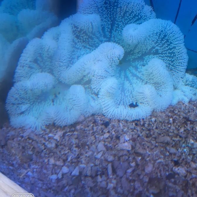 ANEMON KARPET WARNA HIJAU M 3110T