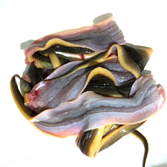 

Belut Fillet Tanpa Tulang Dan Kepala 500 Gram