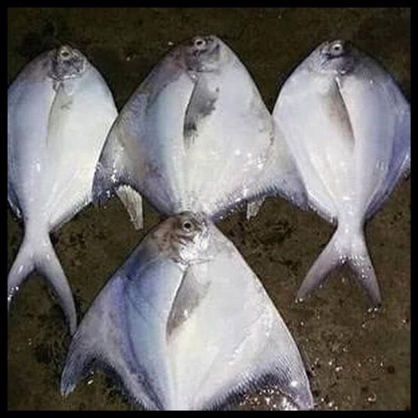 

Ikan Bawal Putih Frozen Size ( 200-300) Gram Per Kg Isi 4 Ekor