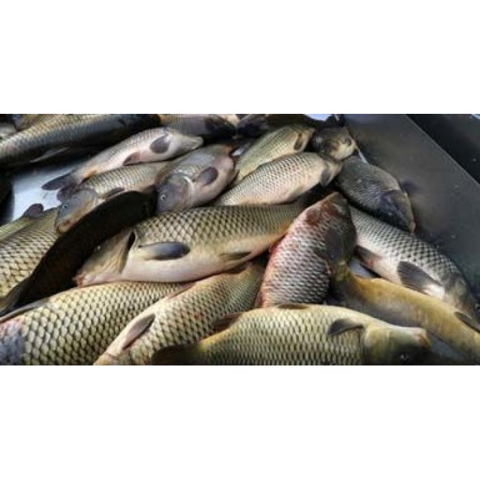

Ikan Mas Fresh 1 Kg