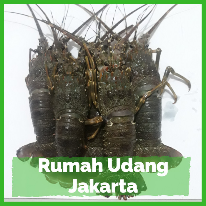 

Lobster Laut Segar Fresh 4-6 Ekor / Lobster Laut Besar