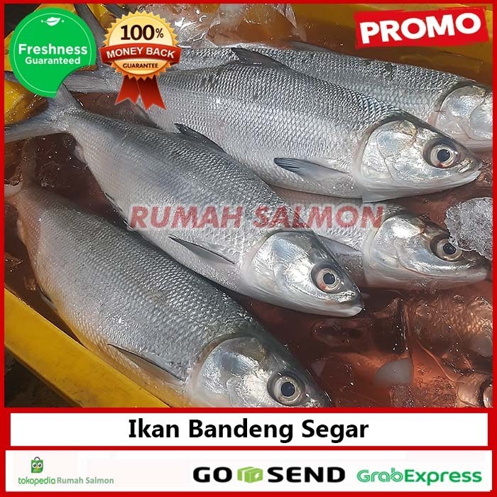 

Ikan Bandeng Besar 1Kg Isi 2 Ekor Fresh / Bandeng Segar Bersih Fresh