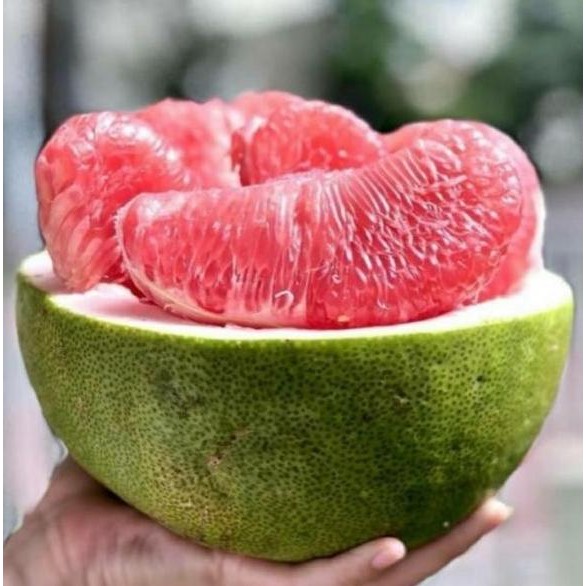 

Bibit Tanaman Buah Jeruk Bali MANTEP