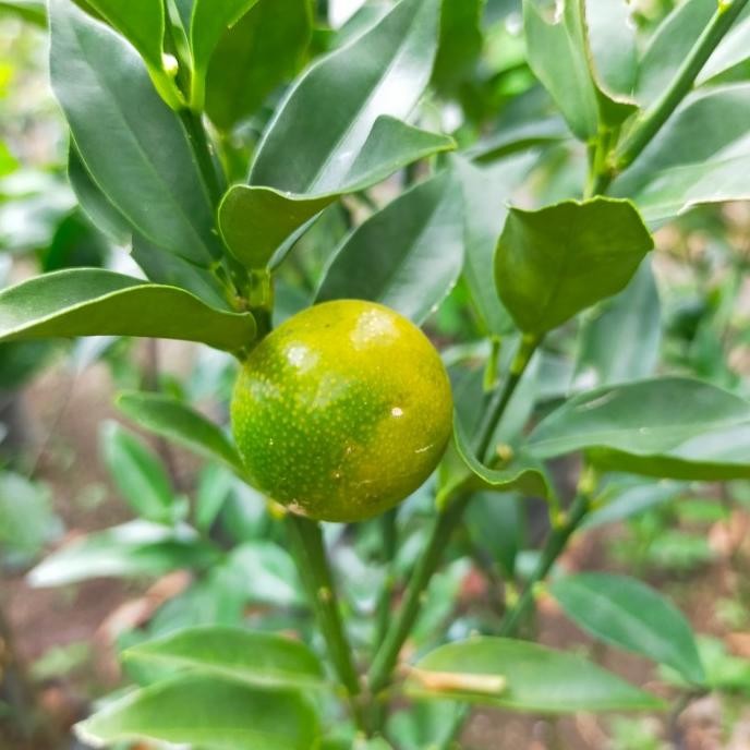 

bibit tanaman jeruk tongheng buah MANTEP