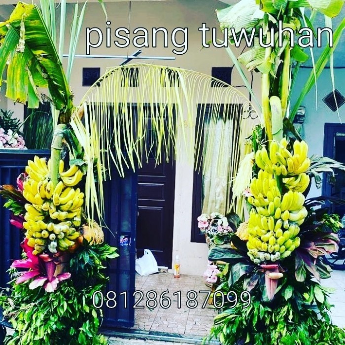 PISANG TUWUHAN RAJA KOMPLIT