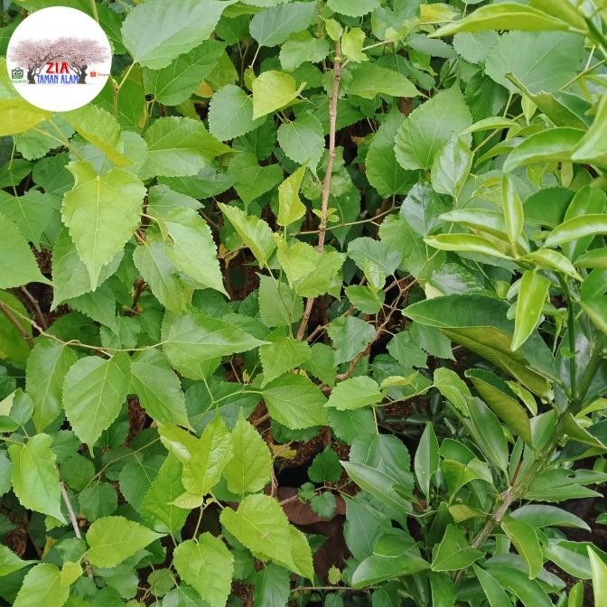 

BIG SALE POHON BUAH MURBEI TINGGI 1METER LEBIH !!!!!