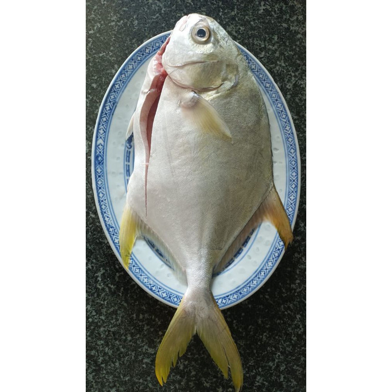 

Ikan bawal putih biasa segar ukuran 500 gram