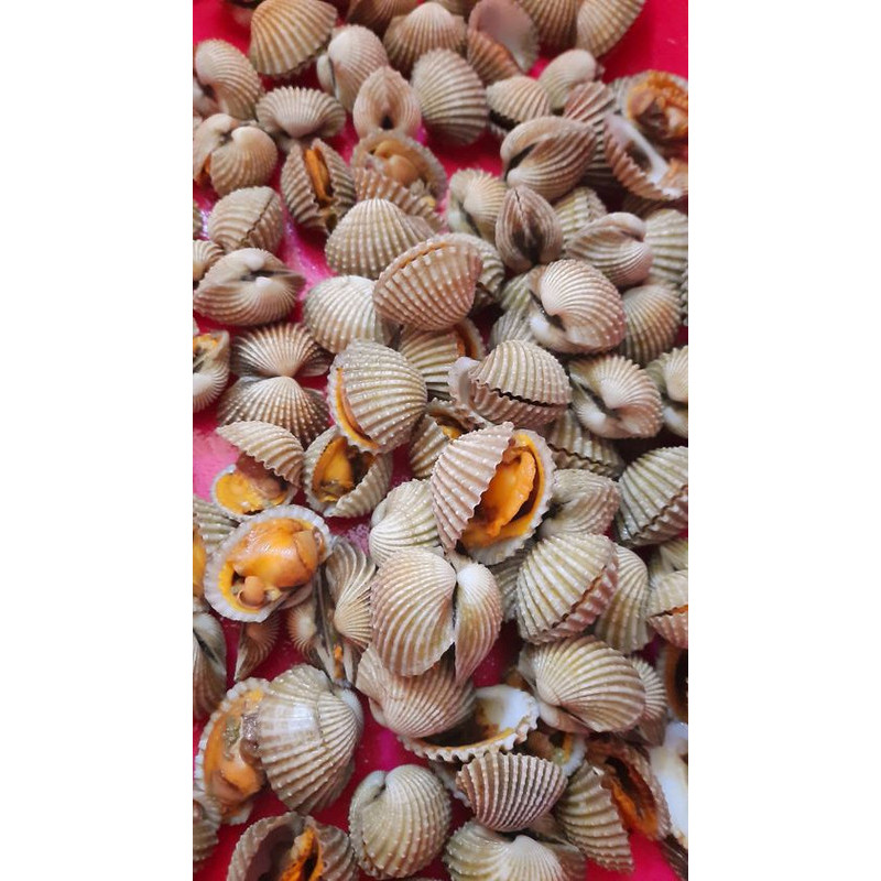 

Kerang dara segar ukuran 500 gram