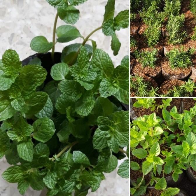 

paket hemat mint,oregano n Rosemary