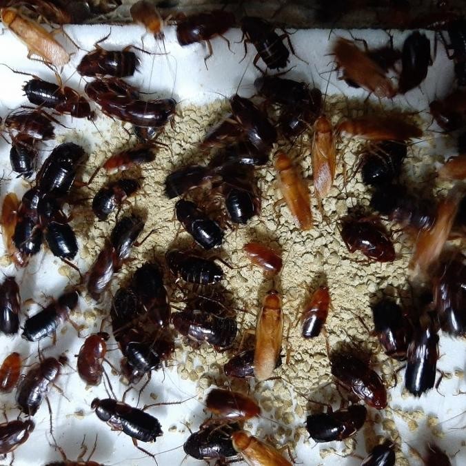 kecoa Turkish paket indukkan