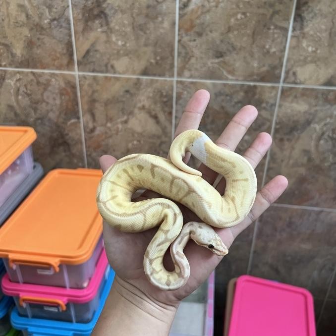ball python banana / ball phyton banana
