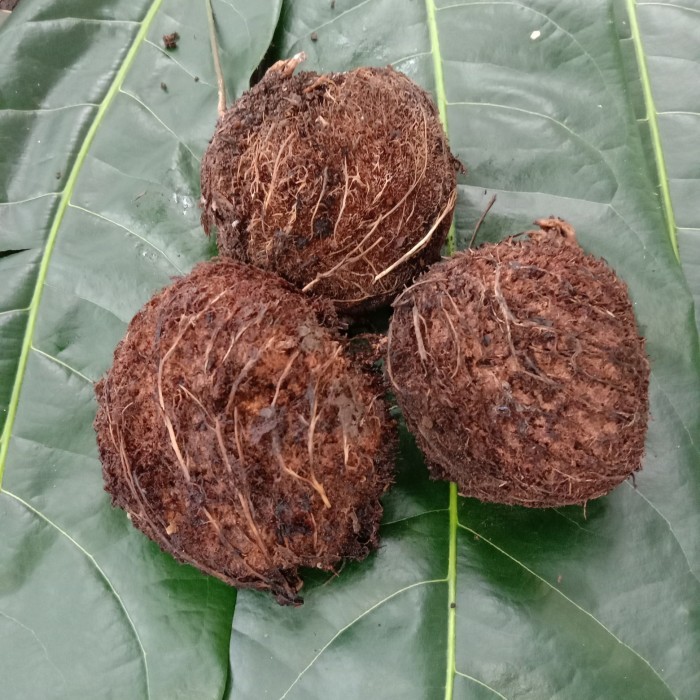 BERMUTU Bibit Buah Gayam Perbuah Benih Gayam