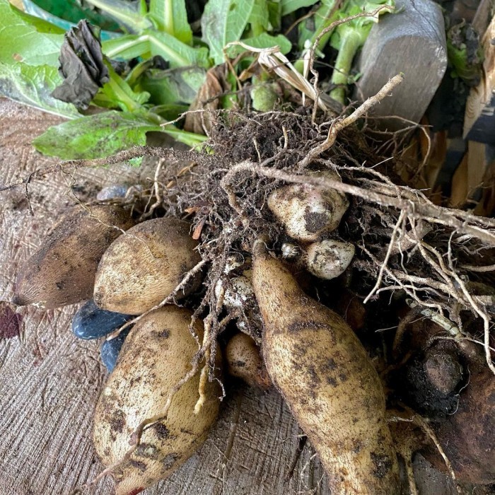 OBRAL Bibit tanaman umbi manis yacon yacn yakon (Smallanthus sonchifolius)