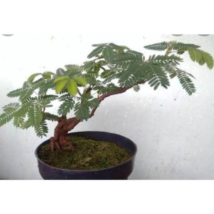 CUCI GUDANG Bibit Tanaman Bonsai Putri Malu//Tanaman Herbal Putri Malu