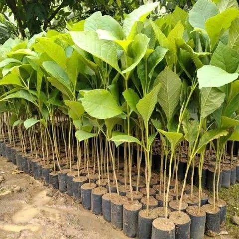 NEW Bibit Pohon Jati Solomon Super Lurus Grosir/ Bibit Jati Solomon Unggul