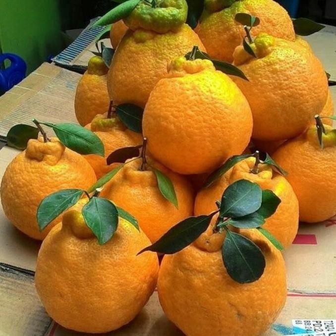 

Bibit Jeruk Dekopon Jumbo Okulasi Cepat Berbuah